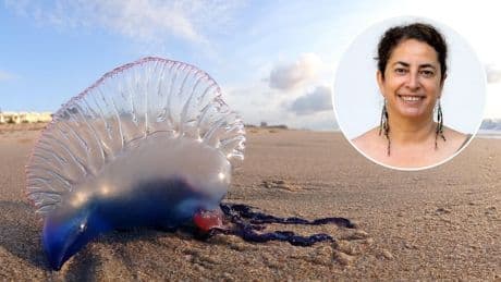 Laura Prieto, oceanógrafa, avisa sobre la carabela portuguesa en España; "Sé precavido, no sabes dónde están sus tentáculos"
