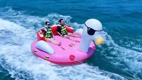 Quak und weg - Riesenente schießt Urlauberin ins Meer