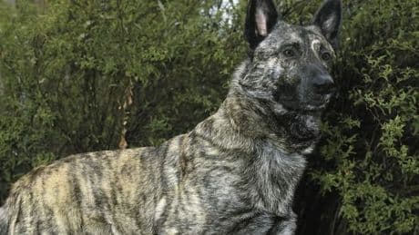 Schlau, treu, unterschätzt - Warum der Holländische Schäferhund so unbekannt ist