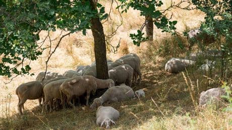 Hitze und Dürre in Bayern: Ökologischer Notstand - Bayerns Tiere und Pflanzen in Gefahr