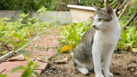 Cómo proteger a tu gato de bichos este verano: el uso adecuado de insecticidas