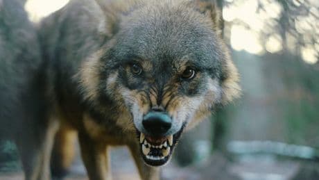 Im Wald in den Niederlanden - Wolf beißt Jungen (6) in den Rücken