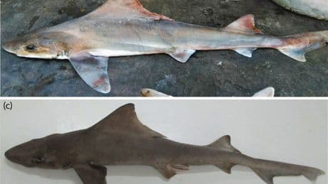Rare shark species thought to be extinct rediscovered after decades