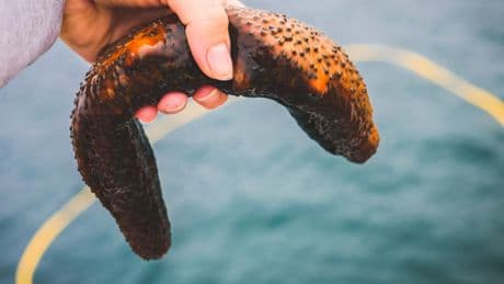Tumori, il cetriolo di mare può aiutare a curare il cancro: gli effetti benefici e i divieti di pesca