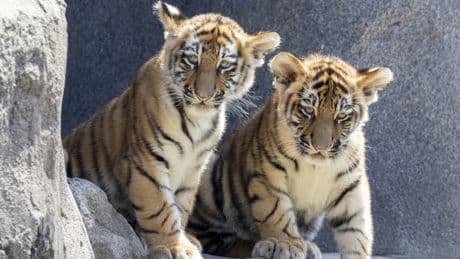 Wenige Tage nach der Geburt: Leipziger Zoo schläfert drei Tigerbabys ein
