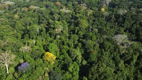 Le coup de foudre, élixir de longue vie des arbres tropicaux ?