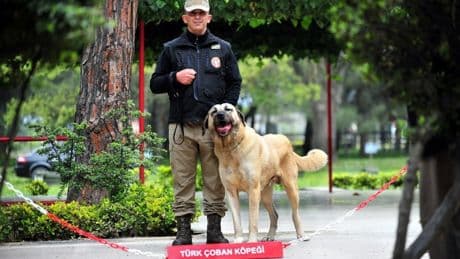 TSK'nın süper köpekleri: 12 farklı ırk 2 yılda eğitiliyor