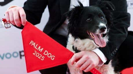 Le chien Panda, vedette du film L’amour qu’il nous reste, remporte la « Palm Dog »