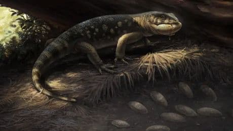 Bolg amondol: Forscher benennen Echsenart nach Orkhäuptling