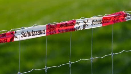 Krankheit: Land Hessen zahlt Millionen im Kampf gegen Schweinepest