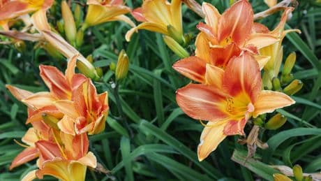 ’Gebruik pesticiden in landschap raakt iedereen’