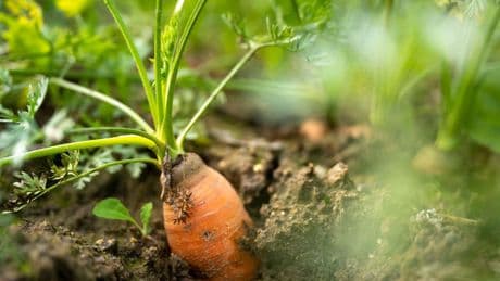 Landwirtschaft: Anzahl der Biohöfe geht zurück - Fläche wächst