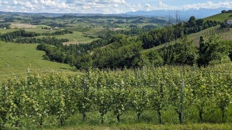 Barolo Wine Tourism: Taste Piedmont's Finest In Its Terroir