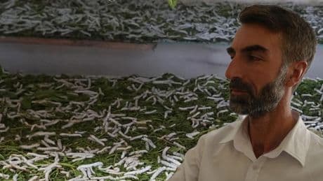 Böcek işine girdi! Kilosundan 1400 lira kazanıyor