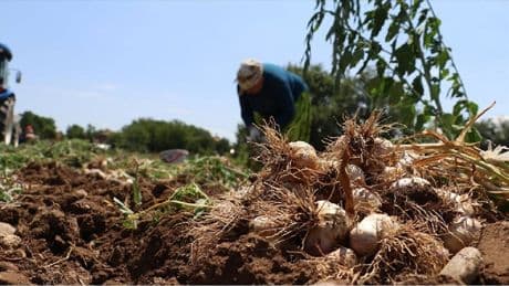 Kastamonu’da üretiliyor, ‘Beyaz altın’ diye geçiyor! Tüm Türkiye’ye satılıyor: Küçüğü 90, dublesi 230 TL ediyor