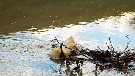 ‘Record’ 81 criminal investigations into water sector as sewage inspections soar
