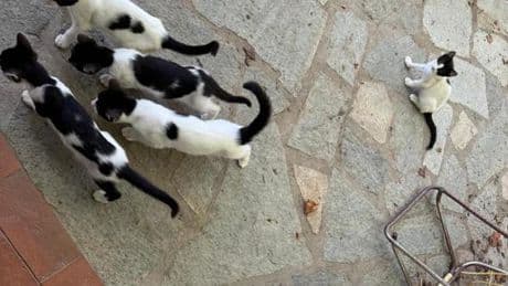 Ordinanza anti-gatti, odio social sul sindaco di Pigna: “Pronto a denunciare”