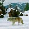 Drones blasting AC/DC, Scarlett Johannson help biologists protect cattle from wolves