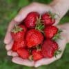 Why this year's strawberries are set to be sweeter