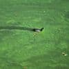 Wetter: Warnung vor Blaualgen: Einige Seen in Brandenburg betroffen