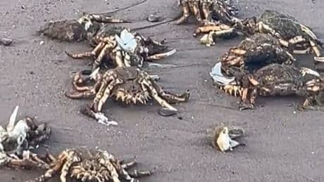 Man says 'why are they all dead' after unsettling find on UK beach