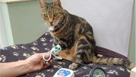 La hipertensión en perros y gatos, una enfermedad silenciosa que requiere atención