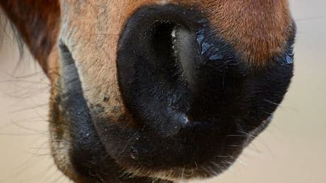 Var: deux nouveaux cas d'anémie infectieuse confirmés sur des chevaux, les études épidémiologiques continuent