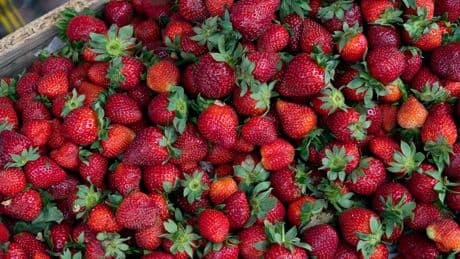 Blattwerk an Erdbeeren: Warum Sie es nicht abschneiden sollten