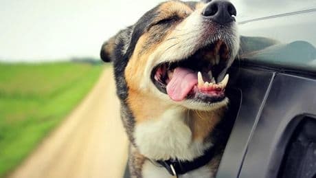 Viajar con animales: cómo llevar a tu mascota durante horas por carretera