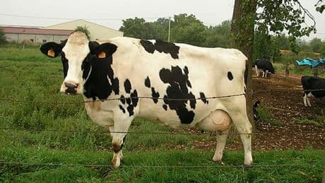 Un randonneur de 85 ans tué lors d'une attaque de vaches en Autriche, son épouse blessée