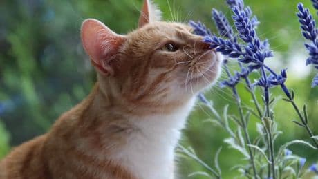 Los gatos son capaces de distinguir a su dueño usando solo el olfato