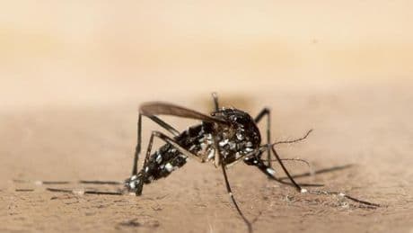 Viruserkrankung: Bislang 15 importierte Chikungunya-Infektionen im Südwesten