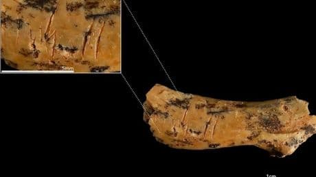 850 bin yıllık boyun kemiği 5 yaşındaki bir çocuğun yenildiğini gösteriyor