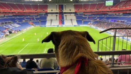 "J'ai été attiré en voyant l'annonce": une centaine de chiens en tribune pour un "match de wouf" de l'OL féminin