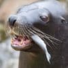 Zeeleeuwen weg uit Amsterdamse dierentuin Artis; PvdD deed melding van slechte huisvesting