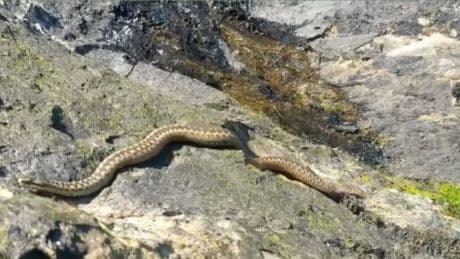 Urgent warning over increased sightings of UK’s most venomous snake