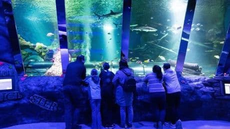 UK's huge new £1million aquarium opens with shipwreck, sharks and eels