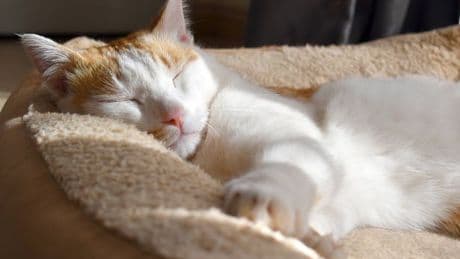 Family install pet flap and are amazed by 'sneaky' visitor in dog's bed