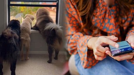 Köpeklerini Instagram'a yükledi: 2 milyon TL kaybetti