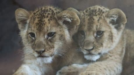 Kölner Löwenbabys eingeschläfert: Wann Zoos Tiere töten dürfen