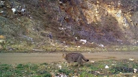 Yaban kedisi fotokapana takıldı