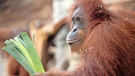 Zoo Frankfurt: Stubenarrest für ausgebüxte Orang-Utans