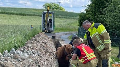Tier steckt fest: Feuerwehr rettet Islandpony aus Graben