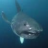 They're not ALL like Jaws! Five unloved sharks species you may never have heard of... including one that lives up to 500 YEARS