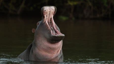 Eleven missing including baby after hippo capsizes river boat