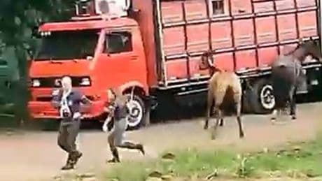 Terrifying moment huge swarm of killer bees attacks horseriders at cowboy roundup