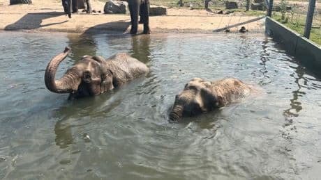'Long-overdue' zoo reforms coming into place
