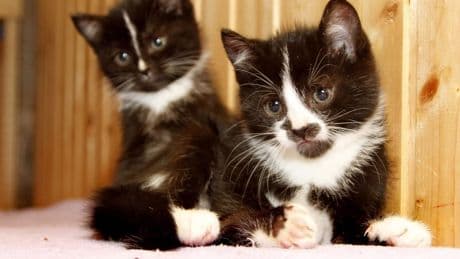 Tierheim Braunschweig: Zwei Kater über Zaun geworfen – Anwohner greifen ein