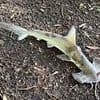 Real-life Sharknado! Man is left baffled after a hammerhead shark falls from the SKY onto a golf course
