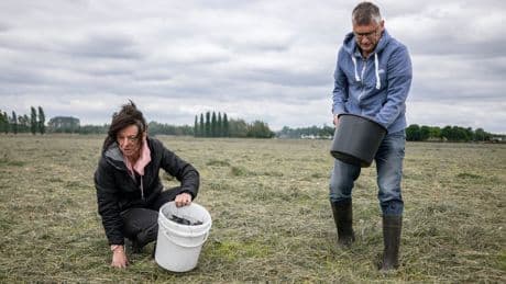 ‘Het vee eet deze maïs, je wil niet dat het glas  bevat’, zegt de boer die in Dongen de scherven van verbrande zonnepanelen uit het weiland raapt